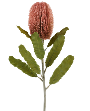 Un unico stelo del fiore artificiale Banksia 65 cm rosa antico ha un grande fiore rosa cilindrico e lunghe foglie verdi seghettate che risaltano su uno sfondo bianco.