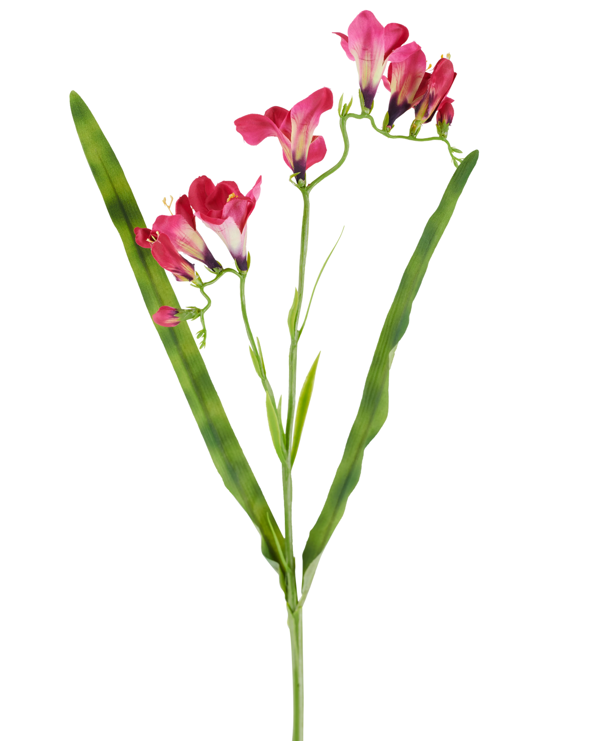 Un fiore artificiale: fresia fucsia di 56 cm, con vivaci fiori fucsia e due lunghe e sottili foglie verdi, raffigurate su sfondo bianco.