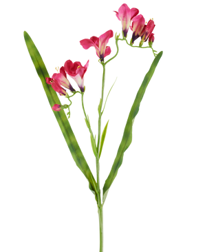Un fiore artificiale: fresia fucsia di 56 cm, con vivaci fiori fucsia e due lunghe e sottili foglie verdi, raffigurate su sfondo bianco.