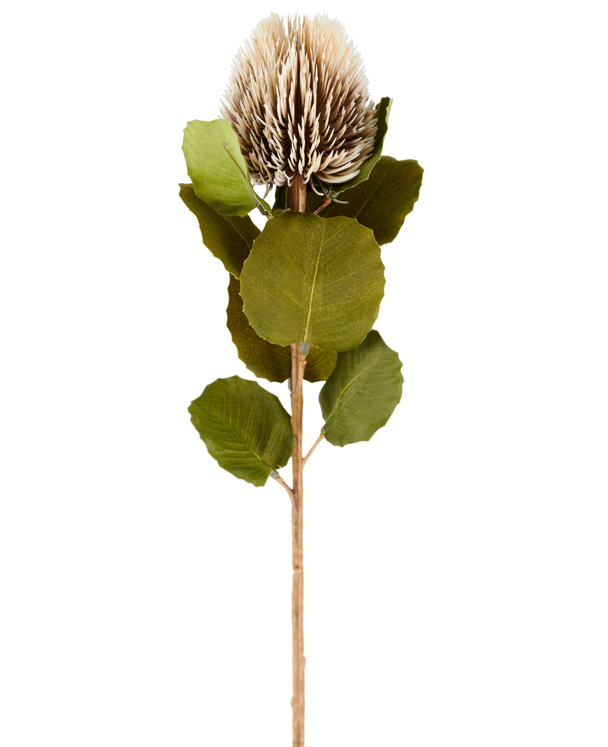 Un singolo fiore artificiale di Banksia, alto 59 cm, in crema e marrone, con foglie verdi rotonde e un capolino marrone chiaro, appuntito, a forma di cono su uno sfondo bianco semplice.