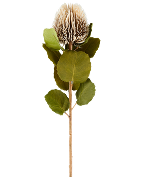 Un singolo fiore artificiale di Banksia, alto 59 cm, in crema e marrone, con foglie verdi rotonde e un capolino marrone chiaro, appuntito, a forma di cono su uno sfondo bianco semplice.