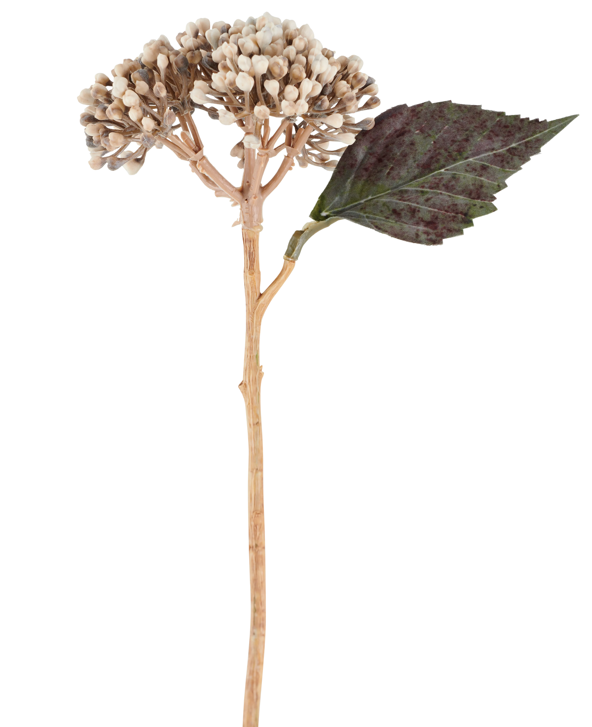Un fiore artificiale: ortensia essiccata di 38 cm di colore crema/marrone, con grappoli di boccioli beige e una foglia seghettata verde scuro su sfondo bianco.
