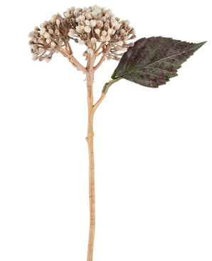 Un fiore artificiale: ortensia essiccata di 38 cm di colore crema/marrone, con grappoli di boccioli beige e una foglia seghettata verde scuro su sfondo bianco.