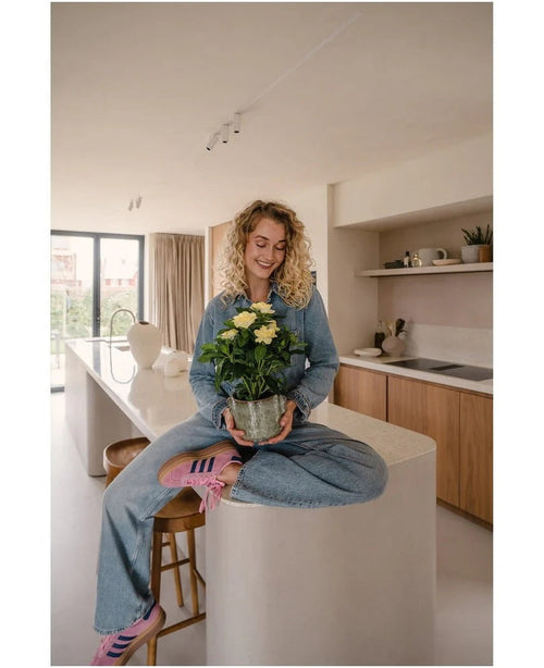 Una donna dai capelli biondi e ricci, che indossa jeans e calzini a righe, siede sorridente sul bancone della cucina mentre tiene in mano la pianta Artificiale Gardenia UV 39 cm – una pianta in vaso con fiori gialli. Sullo sfondo puoi vedere una cucina moderna con mobili e scaffali in legno.