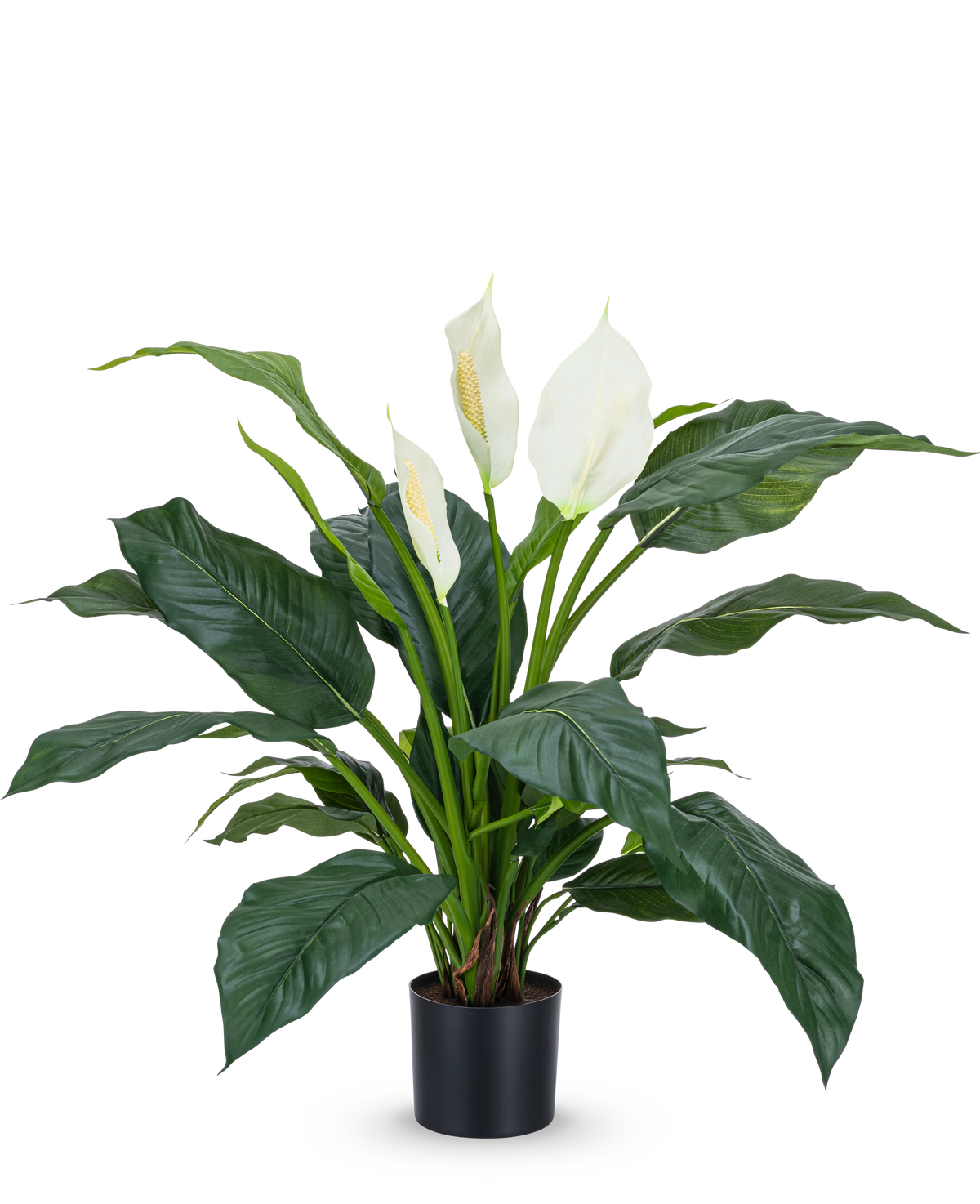La pianta artificiale Spathiphyllum bianca da 85 cm è una pianta da vaso realistica con grandi foglie verde scuro e tre fiori bianchi su uno sfondo bianco semplice: una pianta d'appartamento elegante per qualsiasi interno.