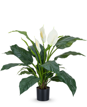 De Kunstplant Spathiphyllum wit 85 cm is een realistische potplant met grote, donkergroene bladeren en drie witte bloemen tegen een effen witte achtergrond - een stijlvolle kamerplant voor elk interieur.