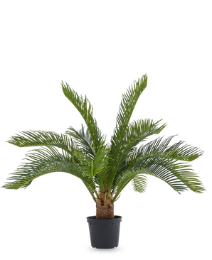 De Kunstpalm Baby Cycus 45 cm heeft lange groene bladeren en een dikke stam in een zwarte pot. Deze onderhoudsvrije kunstplant is een stijlvolle keuze voor elk interieur, vooral tegen een witte achtergrond.