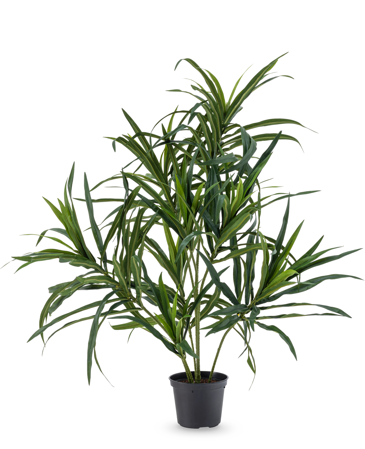 La pianta artificiale Dracaena Reflexa in vaso UV 63 cm ha foglie verdi lunghe e sottili su steli sottili, ideali per aggiungere un tocco di stile tropicale ai tuoi interni su un semplice sfondo bianco.