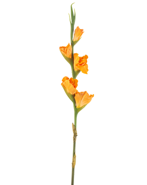Il fiore artificiale Gladiolo arancione 83 cm ha un lungo stelo verde con diversi fiori di gladiolo arancione su sfondo bianco.