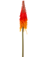 De Kunstbloem Fakkellelie 80 cm oranje heeft een hoge kunstbloem met een lange groene steel en een kegelvormige tros oranje bloemblaadjes, tegen een effen witte achtergrond.