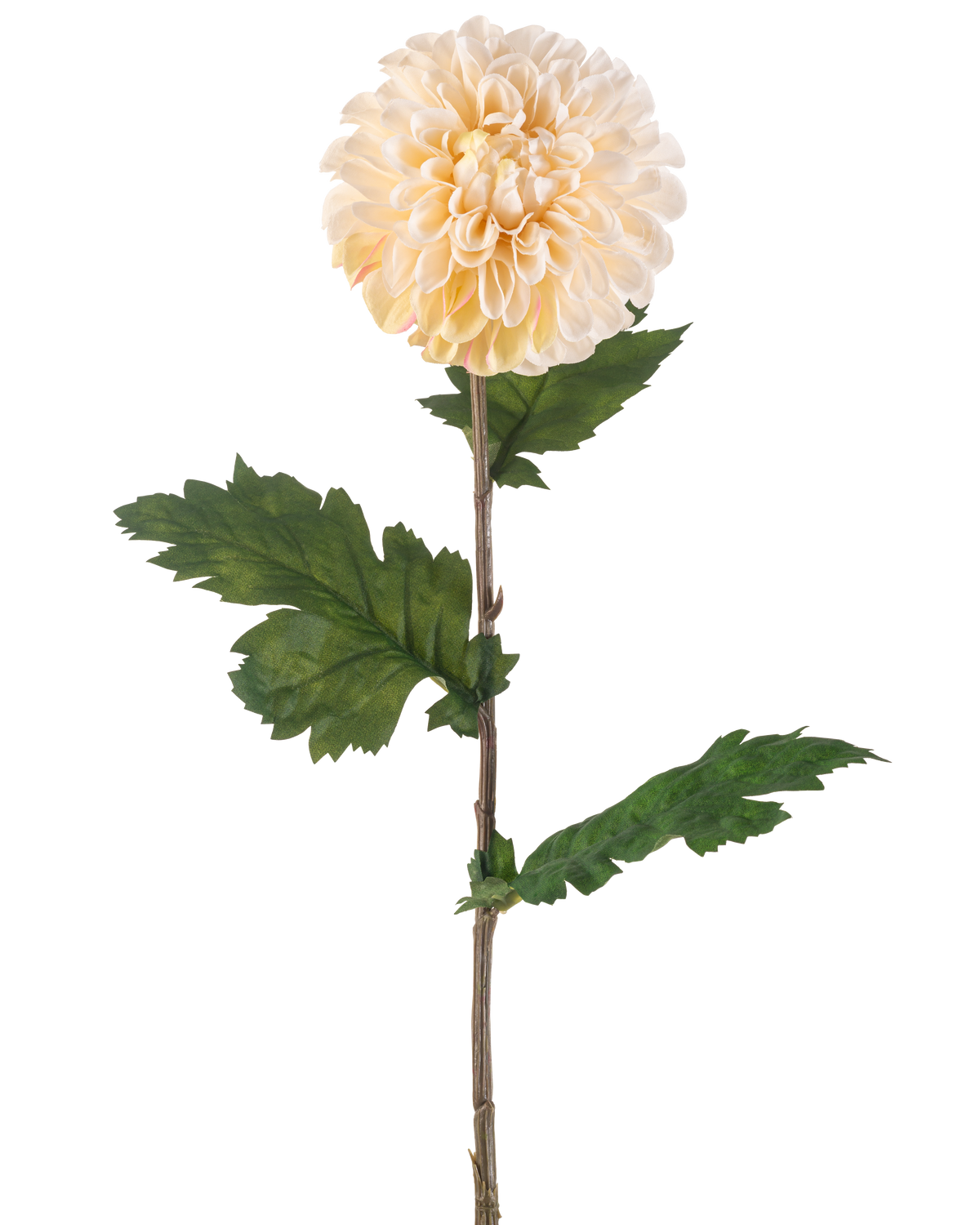 Il fiore artificiale Dalia crema da 75 cm ha un unico stelo con un grande fiore rotondo di dalia crema e diverse foglie verdi seghettate su sfondo bianco.