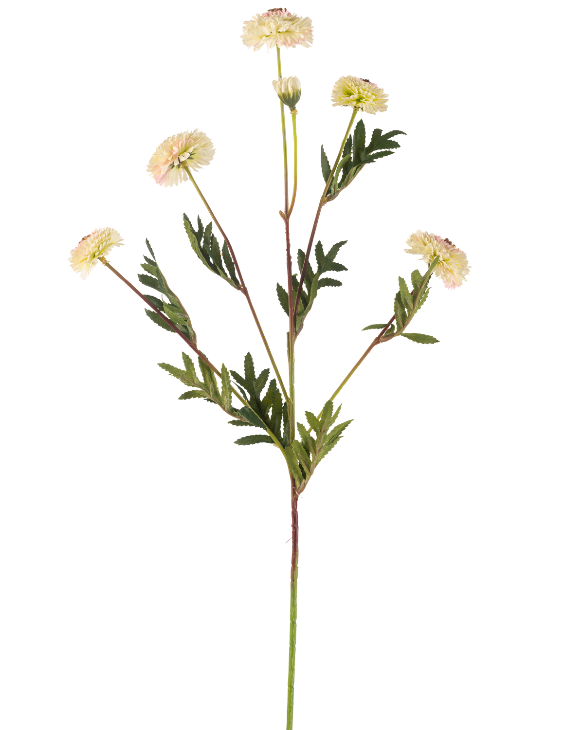 Il fiore artificiale pompon crisantemo 69 cm crema/rosa ha un unico stelo con molteplici fiori rosa crema, simili a margherite e foglie verdi a forma di felce su uno sfondo bianco semplice.