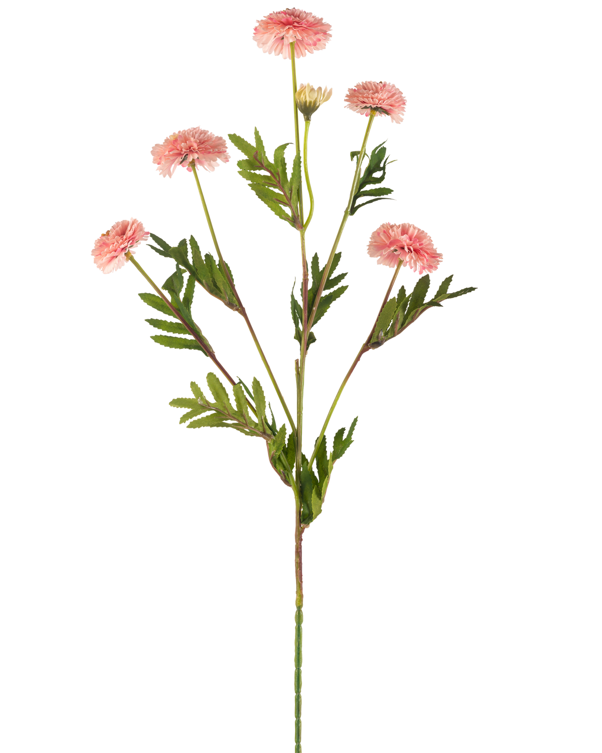 Il fiore artificiale Pompon Crisantemo 69 cm rosa ha un unico stelo con diversi fiori pompon rotondi rosa chiaro e foglie verdi simili a felci su uno sfondo bianco.