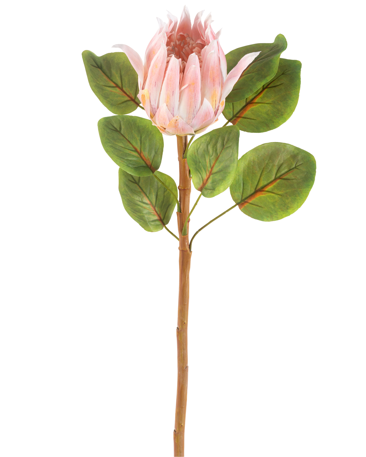Il fiore artificiale Protea rosa da 65 cm è un singolo fiore artificiale Protea rosa con grandi foglie verdi e un lungo stelo marrone, su uno sfondo bianco semplice.