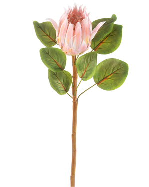 Il fiore artificiale Protea rosa da 65 cm è un singolo fiore artificiale Protea rosa con grandi foglie verdi e un lungo stelo marrone, su uno sfondo bianco semplice.