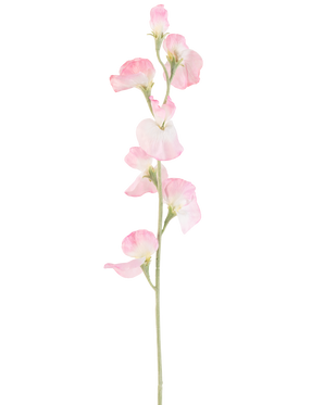 Un singolo fiore di Pisello artificiale, alto 64 cm, con petali rosa chiaro e gambo verde chiaro, isolato su sfondo bianco.
