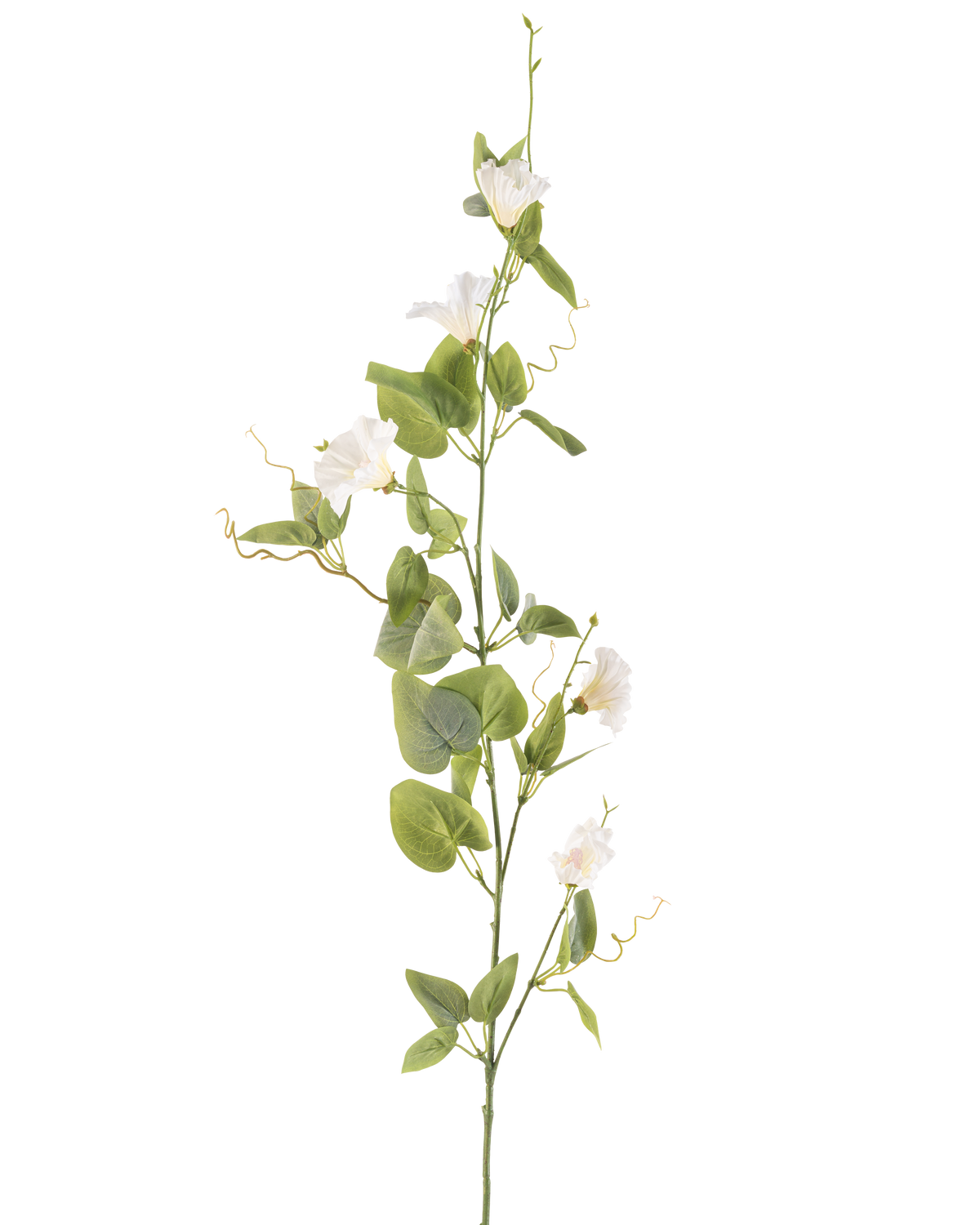 Il fiore artificiale del convolvolo bianco da 122 cm ha un unico stelo con piccoli fiori bianchi, foglie verdi e viticci arricciati su uno sfondo bianco semplice.