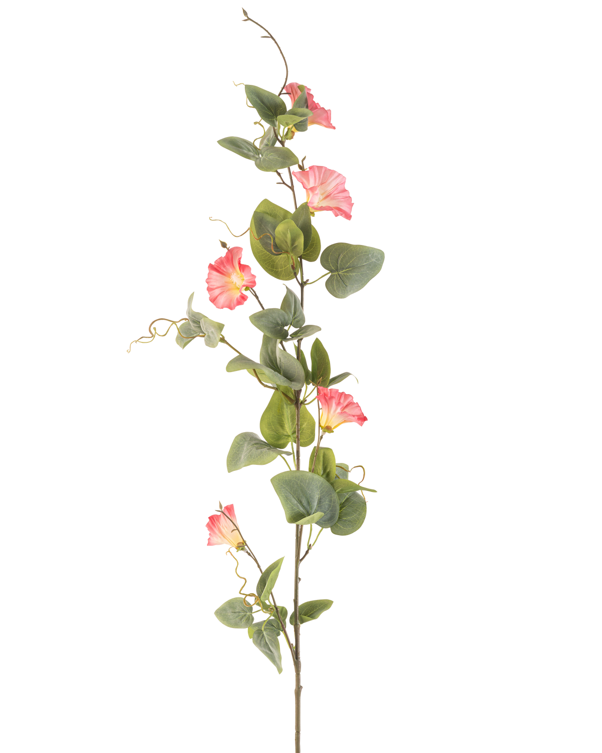 Il fiore artificiale del convolvolo rosa da 122 cm ha un unico stelo alto con foglie verdi, fiori multipli rosa a forma di tromba e viticci ricci su uno sfondo bianco.