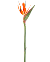 De Kunstbloem Paradijsvogel 99 cm koraal is een kunstbloem met puntige bloemblaadjes en een groene steel, afgebeeld tegen een witte achtergrond.