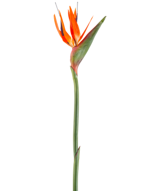 Il Fiore Artificiale Uccello del Paradiso 99 cm corallo è un fiore artificiale con petali appuntiti e stelo verde, raffigurato su sfondo bianco.