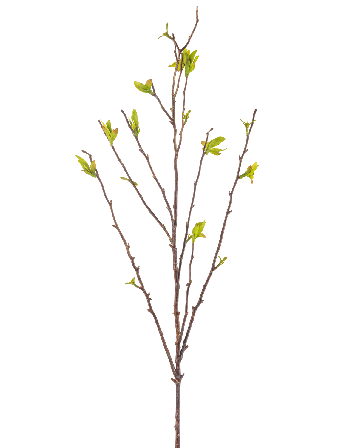 Il fiore artificiale Winterzoet 81 cm verde è un ramo artificiale con sottili steli marroni e piccole foglie verdi su sfondo bianco.