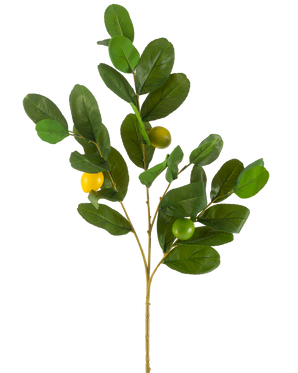 Il ramo artificiale di limone verde da 80 cm ha un ramo con larghe foglie verdi lucide e tre frutti rotondi giallo-verdi, su uno sfondo bianco uniforme.