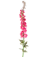 Een enkele Kunstbloem Ridderspoor 137 cm in felroze met groene bladeren, geïsoleerd op een witte achtergrond.