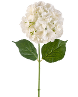 De Kunstbloem Hortensia 75 cm crème heeft een enkele crèmekleurige hortensiabloem met meerdere bloemblaadjes en drie grote groene bladeren op een lange groene steel, geïsoleerd op een witte achtergrond.