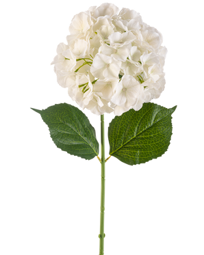 Il Fiore Artificiale Ortensia Crema 75 cm presenta un unico fiore di ortensia color crema con petali multipli e tre grandi foglie verdi su un lungo stelo verde, isolato su sfondo bianco.