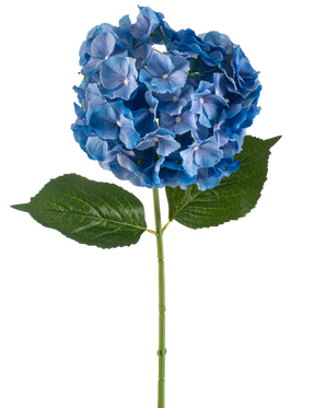 Il fiore artificiale dell'ortensia blu da 75 cm ha un unico stelo di ortensia blu con un grappolo rotondo di petali e due grandi foglie verdi su uno sfondo bianco semplice.