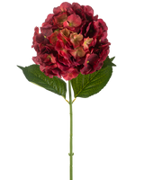 De Kunstbloem Hortensia 75 cm bordeaux heeft een enkele kunsthortensiastam met bordeaux bloemblaadjes en twee grote groene bladeren, tegen een effen witte achtergrond.