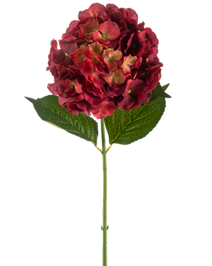 Il fiore artificiale di ortensia bordeaux da 75 cm ha un unico stelo di ortensia artificiale con petali bordeaux e due grandi foglie verdi, su uno sfondo bianco semplice.