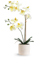 De Kunst Orchidee Real Touch 60 cm groen/wit heeft witte bloemen met een lichtgeel hart en groene knoppen, ondersteund door bamboe in een eenvoudige crèmekleurig gespikkelde pot, tegen een witte achtergrond.