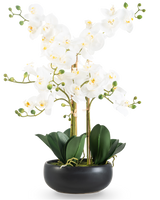 De Kunst Orchidee Real Touch 50 cm wit in zwarte pot is een elegante display met witte orchidee bloemen met een geel hart, groene knoppen en brede donkergroene bladeren in een zwarte pot van keramiek.