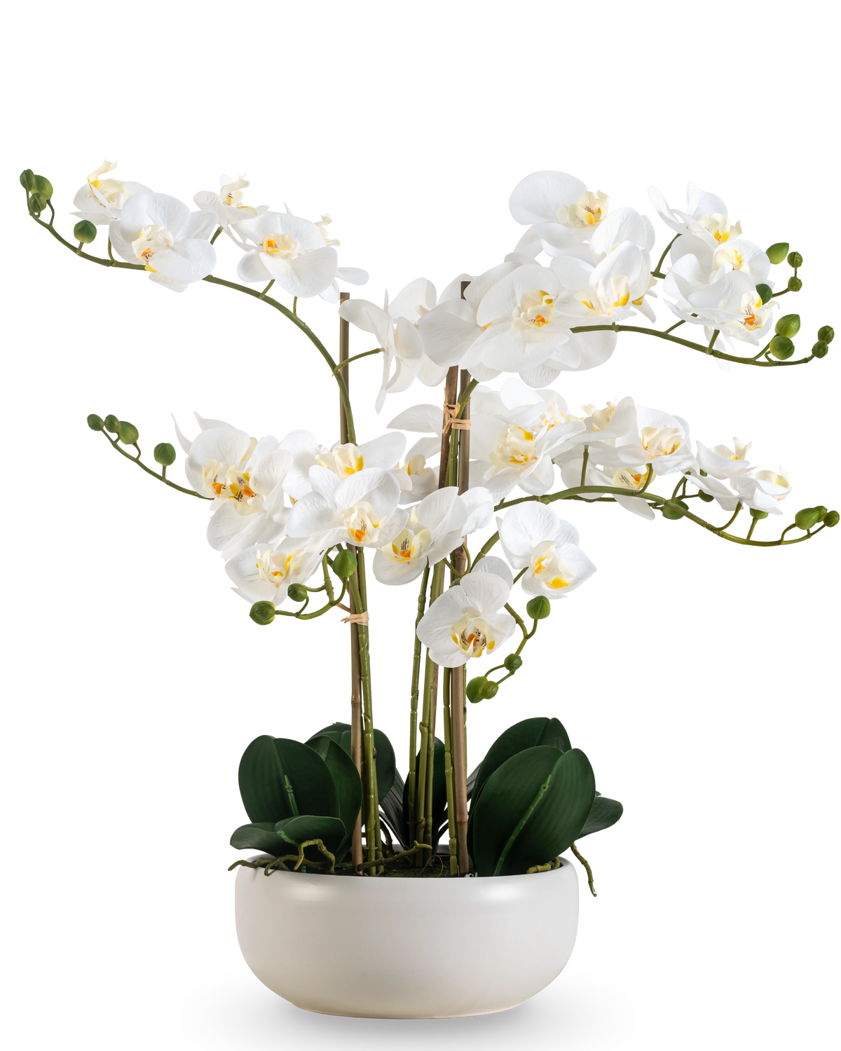 Un'orchidea artificiale Real Touch da 50 cm in bianco, con molteplici fiori e boccioli, elegantemente presentata in un vaso bianco abbinato.