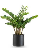 De Kunstplant Zamioculcas kant en klaar in zwarte pot 80 cm heeft dikke, rechtopstaande stengels en glanzende, donkergroene bladeren in een ronde, matzwarte plantenbak tegen een witte achtergrond.