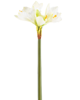 De Kunstbloem Amaryllis Real Touch wit 66 cm heeft een hoge groene steel met een aantal grote witte Amaryllis bloemen aan de bovenkant, tegen een effen witte achtergrond.