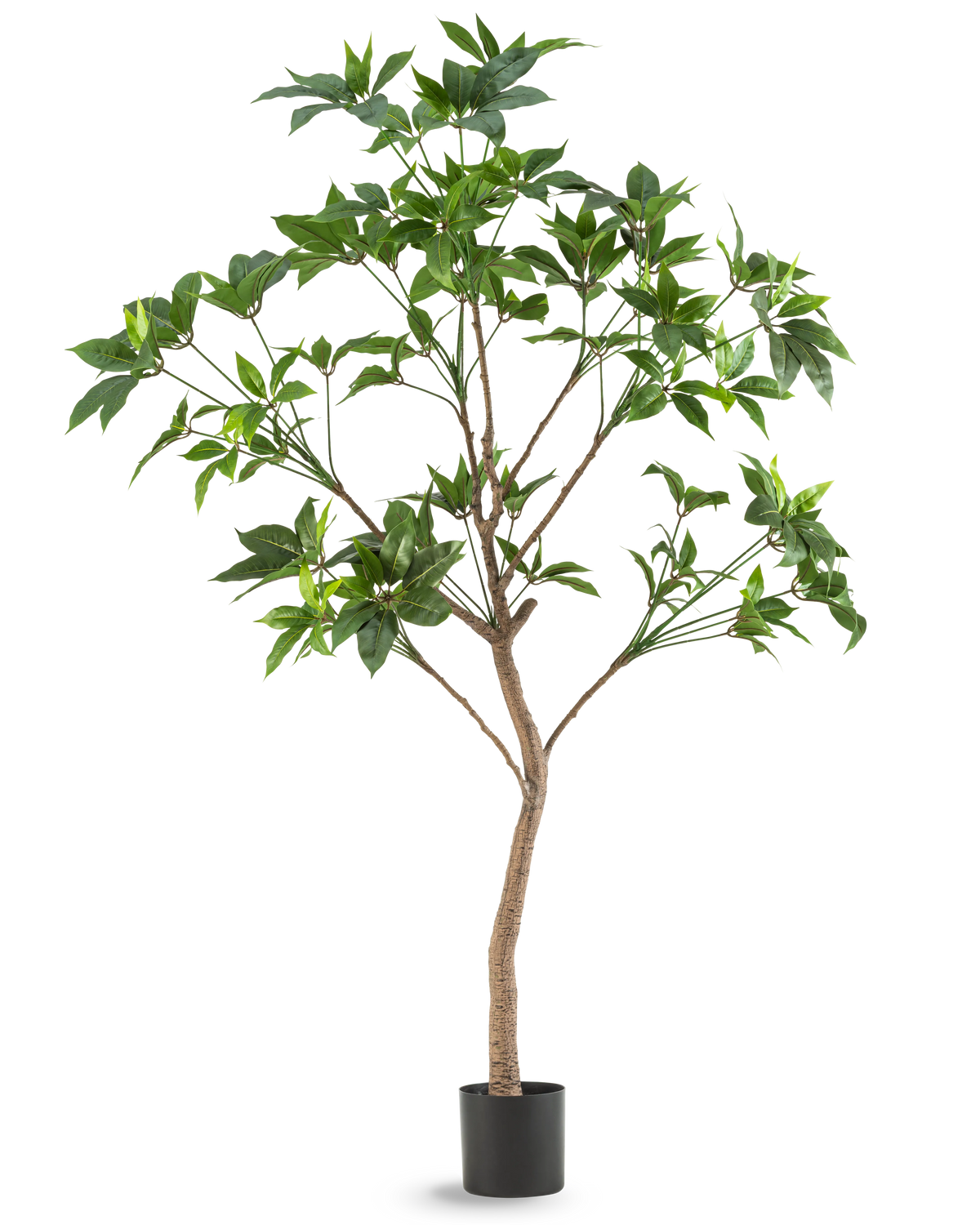 La pianta artificiale Schefflera 180 cm è un alto albero artificiale con foglie verdi e un sottile tronco marrone in un vaso nero, raffigurato su uno sfondo bianco a tinta unita.