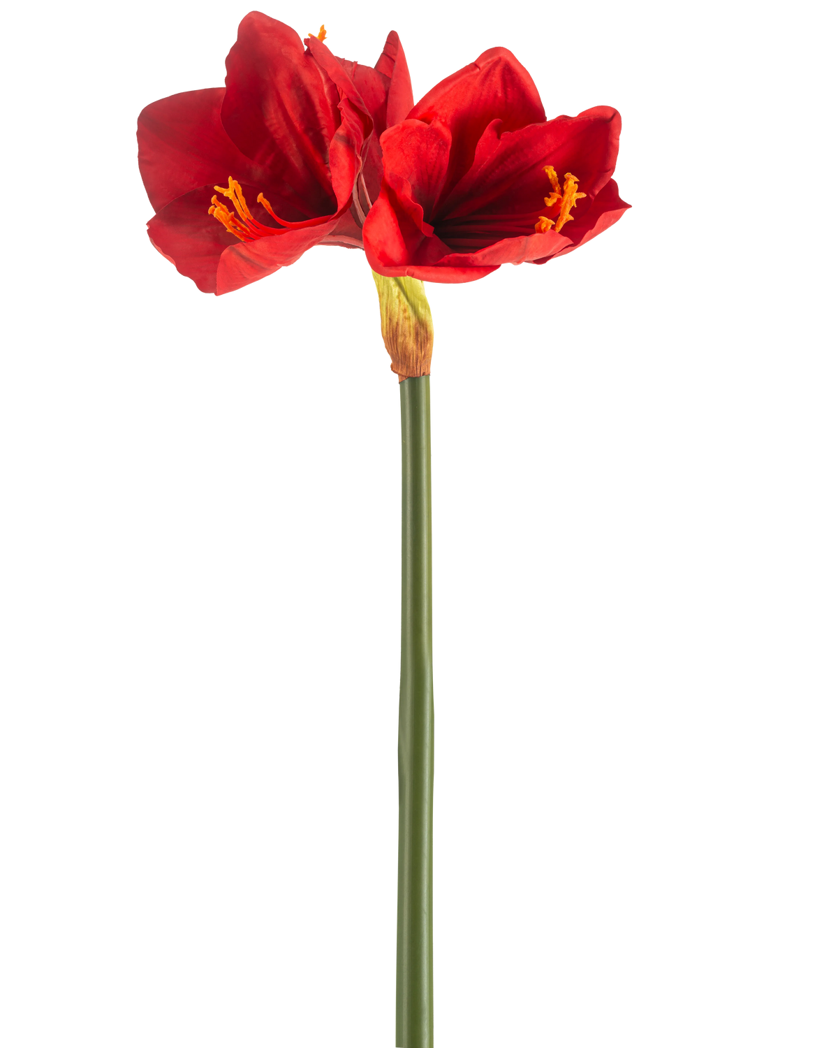 Il fiore artificiale Amaryllis Real Touch rosso da 66 cm ha un unico stelo verde con due grandi fiori rossi vivaci e stami gialli, su uno sfondo bianco semplice.