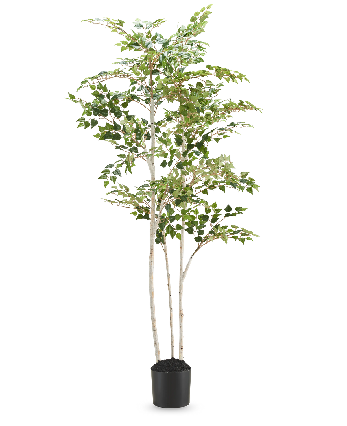 L'albero di betulla artificiale "Argento" 180 cm è un'alta betulla artificiale con foglie colorate in un semplice vaso nero, su uno sfondo bianco a tinta unita.
