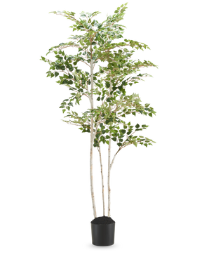 L'albero di betulla artificiale "Argento" 180 cm è un'alta betulla artificiale con foglie colorate in un semplice vaso nero, su uno sfondo bianco a tinta unita.