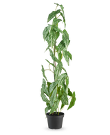 De Kunstplant Begonia Maculata 90 cm groen staat hoog met gespikkelde witte en groene bladeren in een kleine zwarte pot, tegen een effen witte achtergrond.