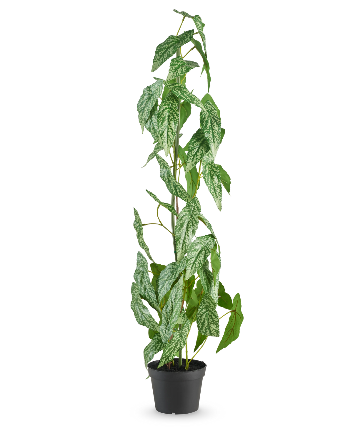 La pianta artificiale Begonia Maculata verde da 90 cm è alta con foglie screziate bianche e verdi in un piccolo vaso nero, su uno sfondo bianco semplice.