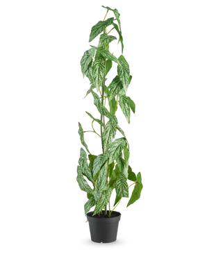 La pianta artificiale Begonia Maculata verde da 90 cm è alta con foglie screziate bianche e verdi in un piccolo vaso nero, su uno sfondo bianco semplice.