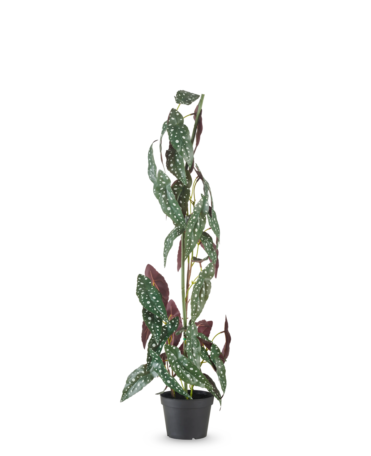 La pianta artificiale Begonia Maculata 90 cm verde/rossa ha steli alti ed eretti e foglie verdi con punti bianchi e parti inferiori rosso-viola, su uno sfondo bianco uniforme.