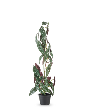 La pianta artificiale Begonia Maculata 90 cm verde/rossa ha steli alti ed eretti e foglie verdi con punti bianchi e parti inferiori rosso-viola, su uno sfondo bianco uniforme.