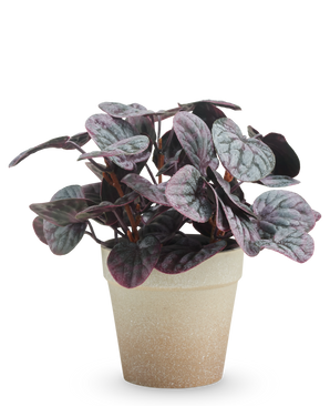 La foglia artificiale Rugose grigia da 21 cm ha foglie variegate viola scuro e verde in un vaso marrone chiaro con struttura, presentato su uno sfondo bianco semplice.