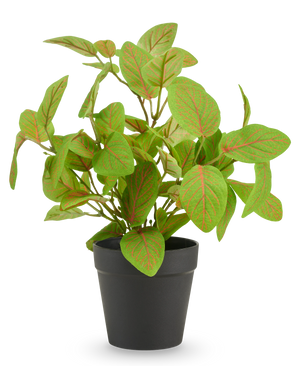 Fittonia artificiale in vaso 25 cm UV