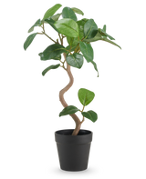 De Kunst Ficus Elastica 42 cm heeft een gedraaide stam en brede, glanzend groene bladeren, gepresenteerd in een eenvoudige zwarte pot tegen een effen witte achtergrond.