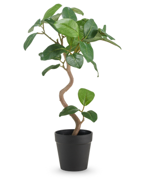Il Ficus Elastica artificiale da 42 cm ha un tronco contorto e foglie larghe, verdi lucide, presentate in un semplice vaso nero su uno sfondo bianco a tinta unita.